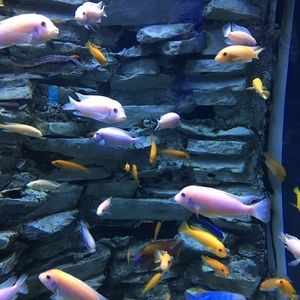 Meet your Posher, Kenneth